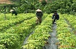 Công ty CP ĐTPT cao su Nghệ An: Mốc son một nhiệm kỳ